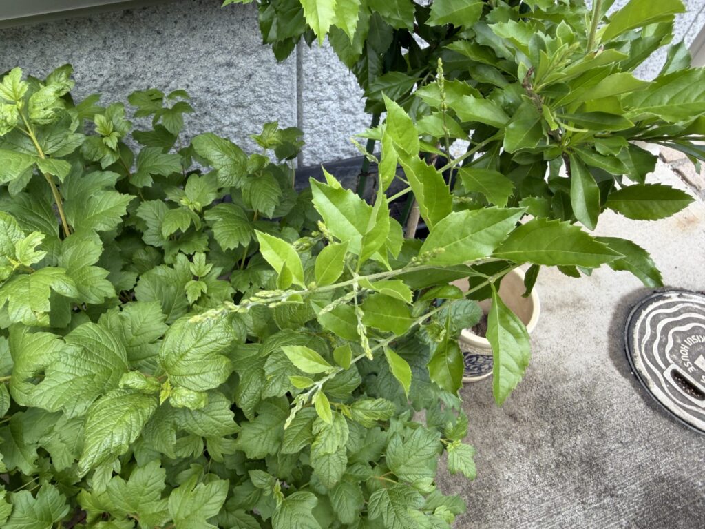 デュランタ：宝塚　つぼみ