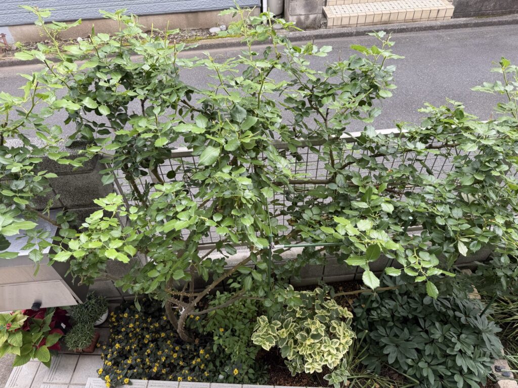 ピエール・ドゥ・ロンサール　花後　５月末