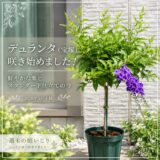 デュランタ（宝塚）が咲き始めました！鮮やかな紫とスタンダード仕立ての今