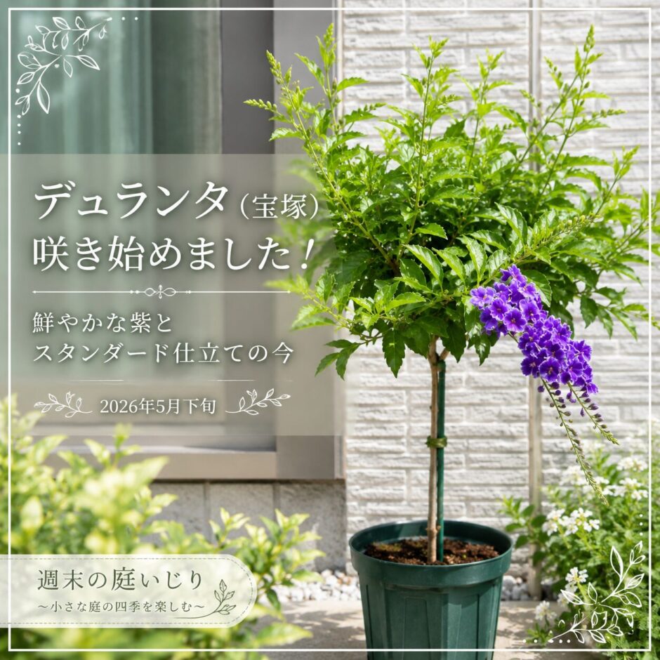 デュランタ：宝塚　咲き始め