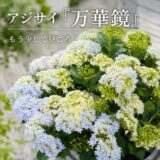 アジサイ「万華鏡」、もう少しで見ごろを迎えます——青い八重の星が色づいてきました【2026年5月下旬】