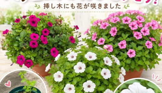 切り戻しから約2週間、ペチュニアが再びモリモリ！挿し木にも花が咲きました