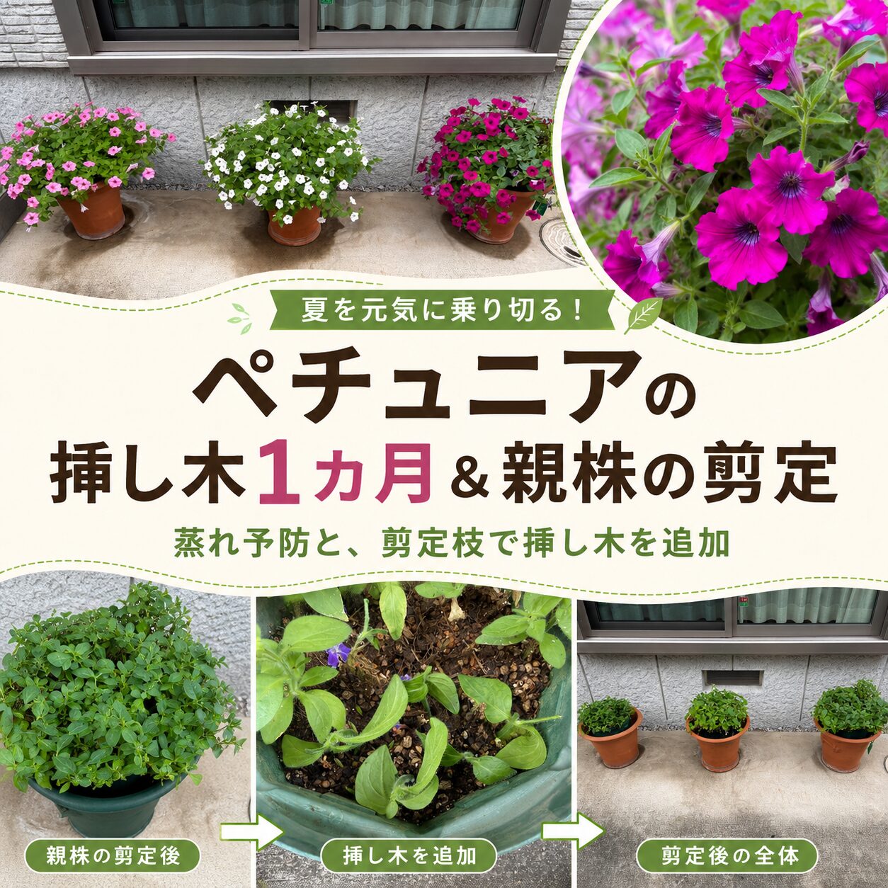 ペチュニアの挿し木1カ月＆親株の剪定。蒸れ予防と、剪定枝で挿し木を