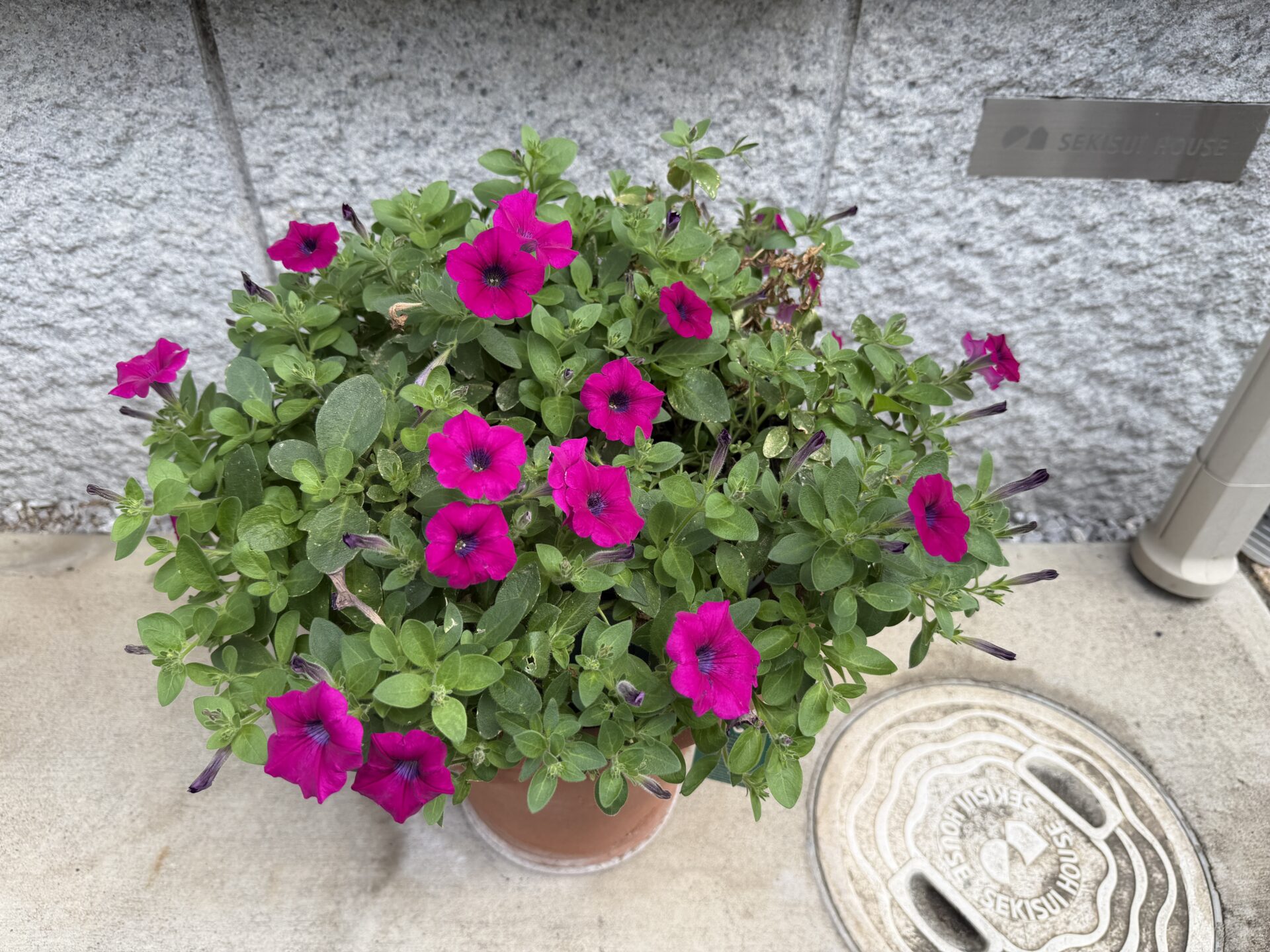 切り戻し後に再び花が咲き始めたマゼンタ色のペチュニア