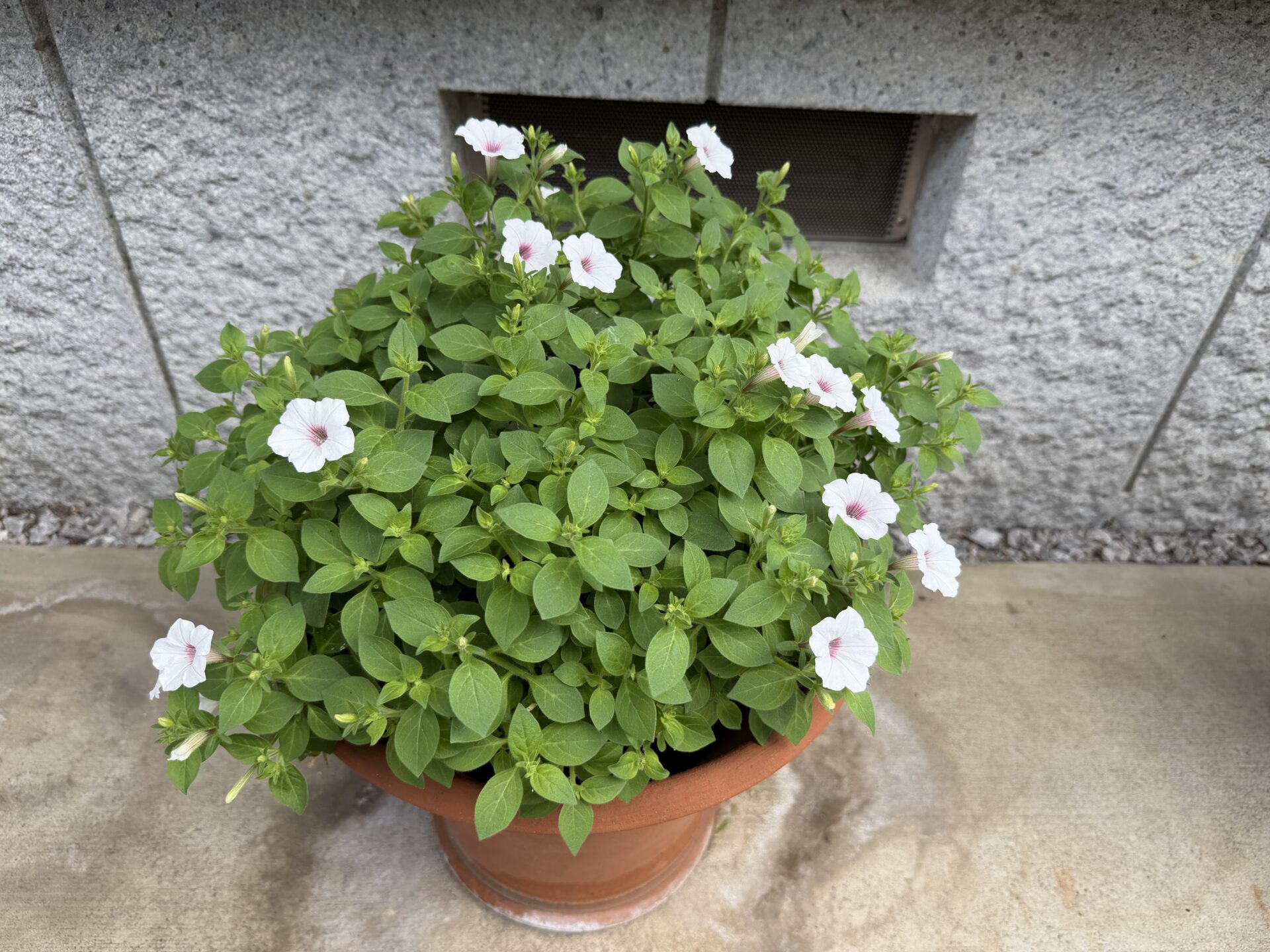白い花を咲かせたスーパーチュニア ビスタ シルバーベリー