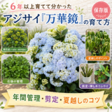 アジサイ「万華鏡」の育て方｜6年以上育てて分かった年間管理・剪定・夏越しのコツ