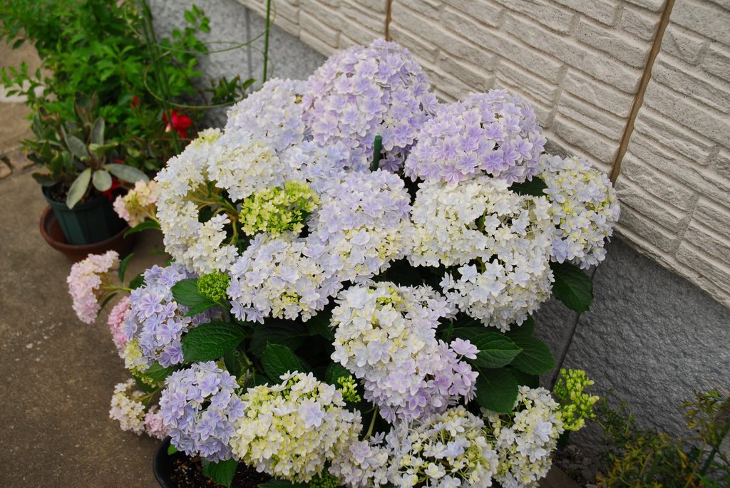 紫っぽく咲いた万華鏡