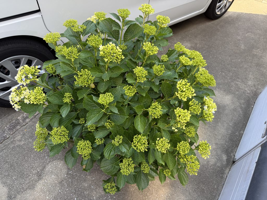 支柱を立てる前の万華鏡