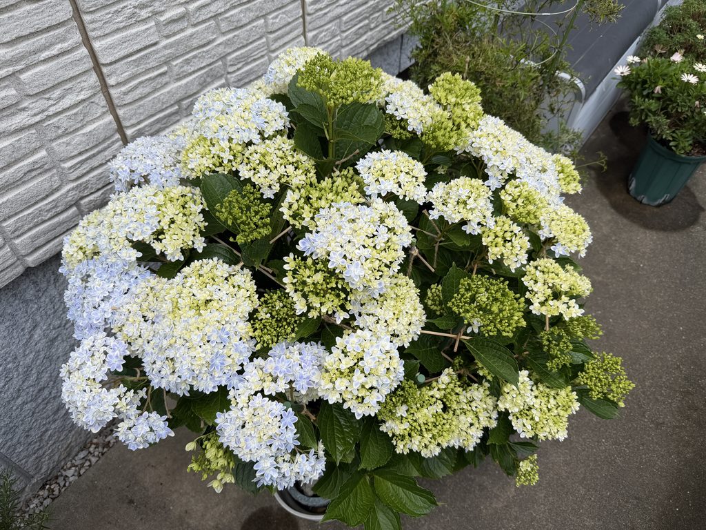 咲き始め・色づき始めの万華鏡