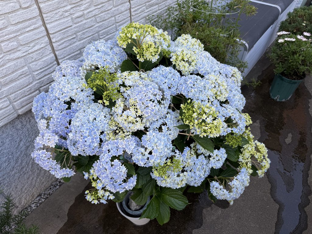 ミョウバンを使って青く咲かせることができた万華鏡