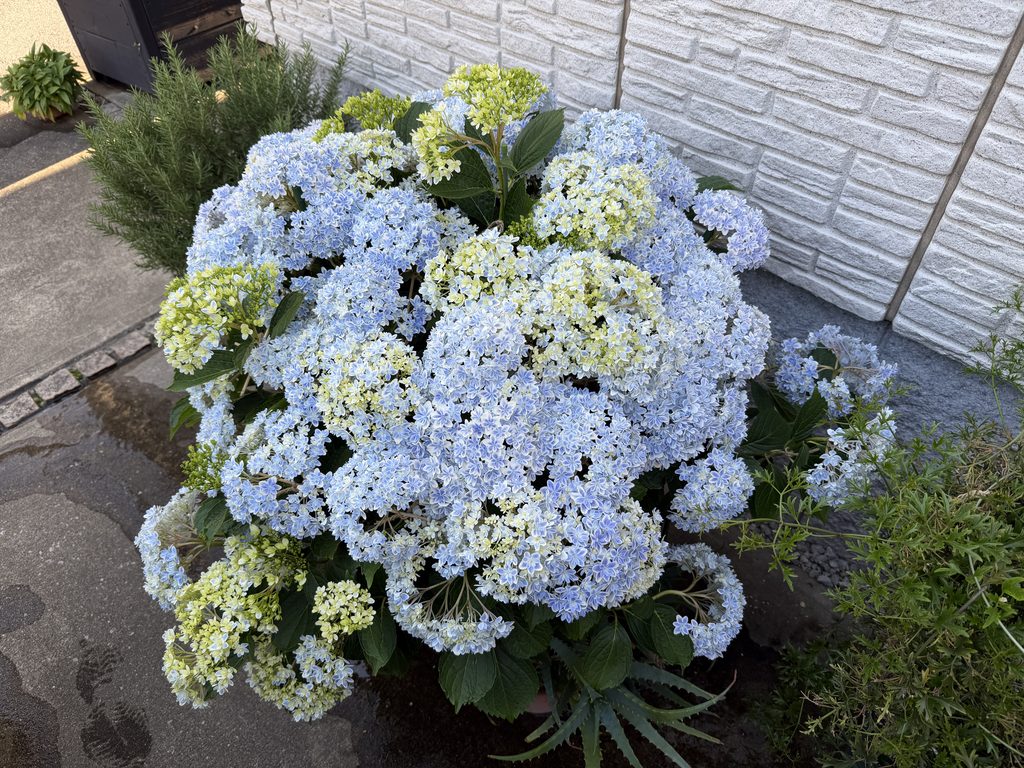 青くきれいに色づき始めた万華鏡