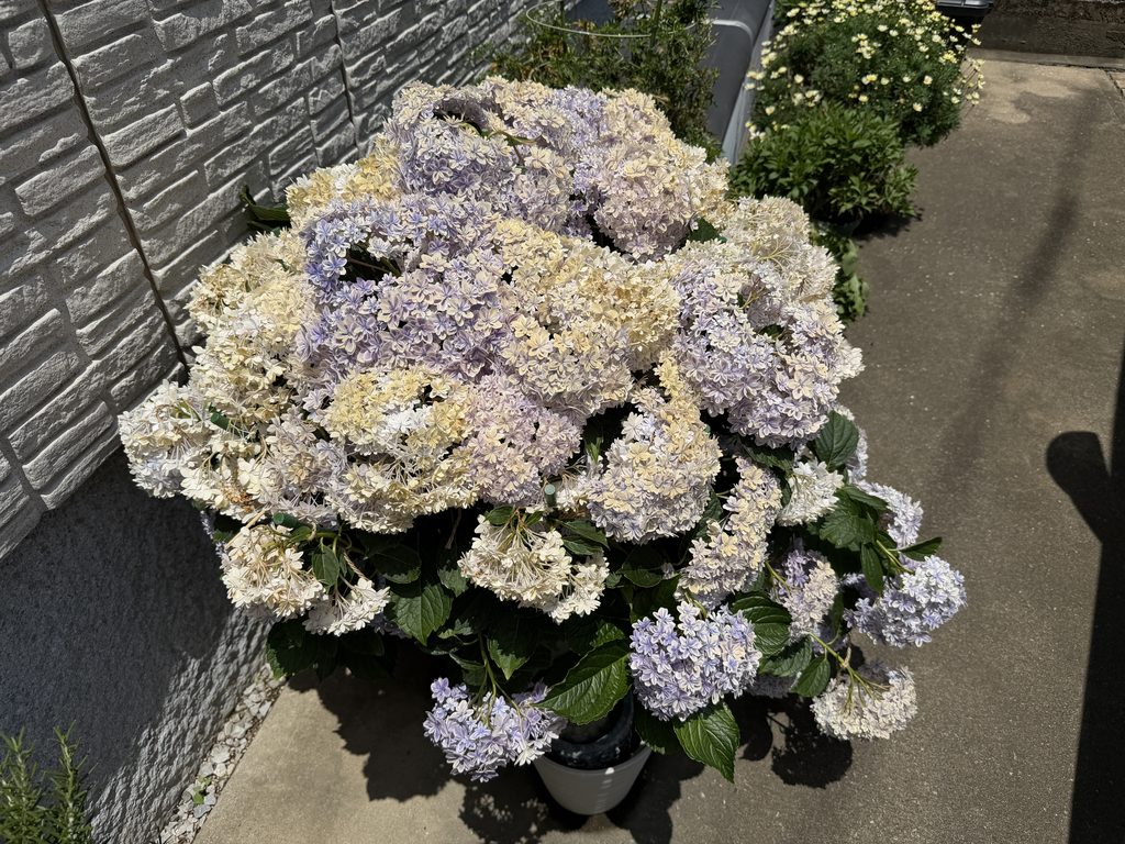 剪定タイミングをむかえた万華鏡