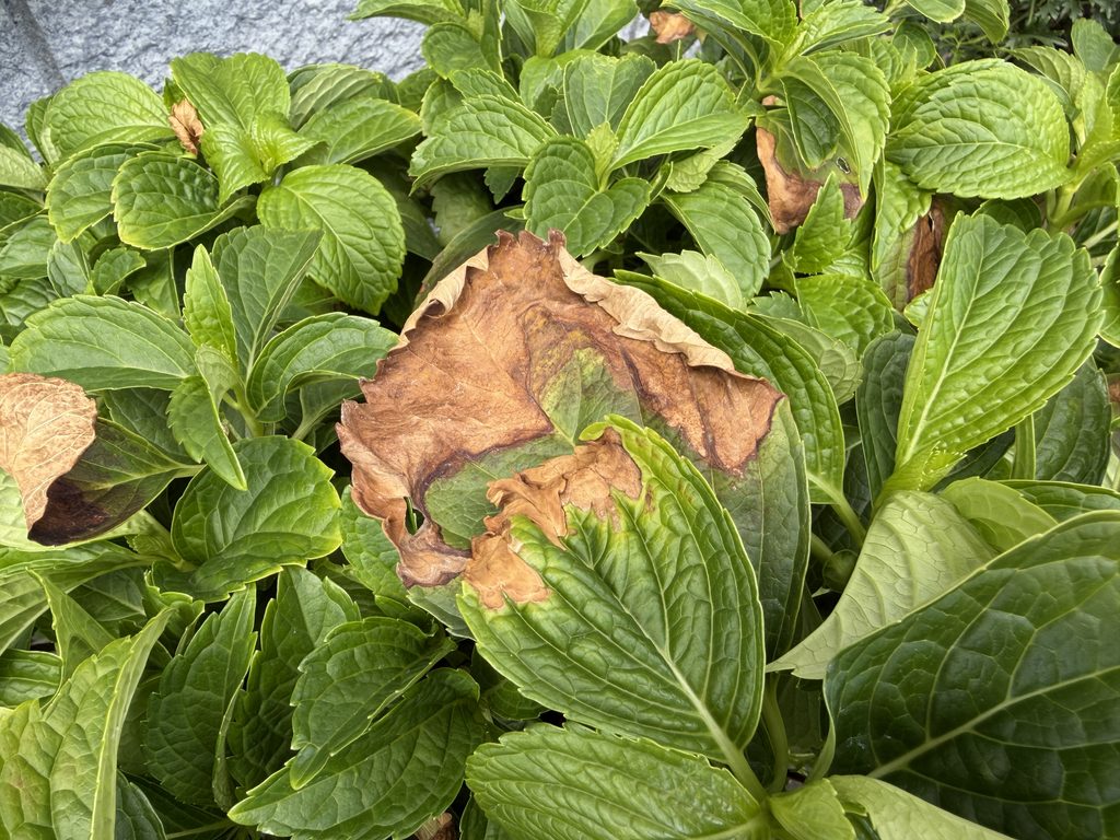 夏の日差しで葉焼けした万華鏡
