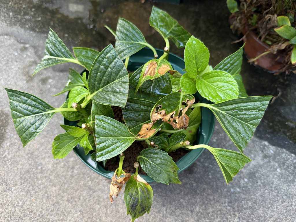 挿し木発根後の万華鏡