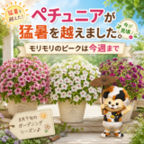 ペチュニアが猛暑を越えました。モリモリのピークは今週まで