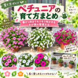 ペチュニアの育て方まとめ｜春から秋までモリモリ咲かせるわが家の管理方法