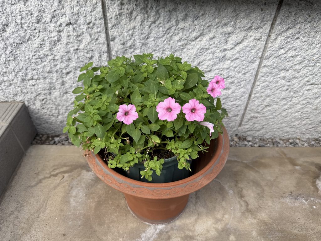2026年9月5日、切り戻し後のピンクのペチュニア。1週間後。葉がまとまり、ピンクの花が戻ってきました。
