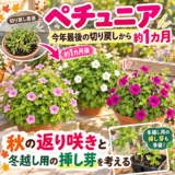 ペチュニア、今年最後の切り戻しから約1カ月。秋の返り咲きと冬越し用の挿し芽を考える